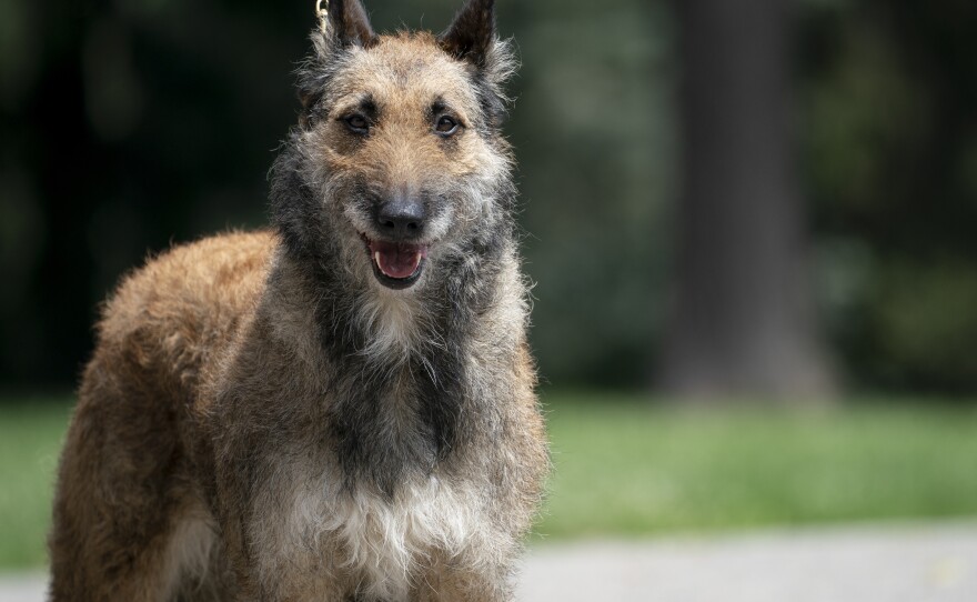 A Laekenois is the rarest of the four native dogs of Belgium.