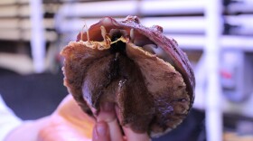 The abalone inside the UC Davis lab vary from a tiny speck to the size of a softball.