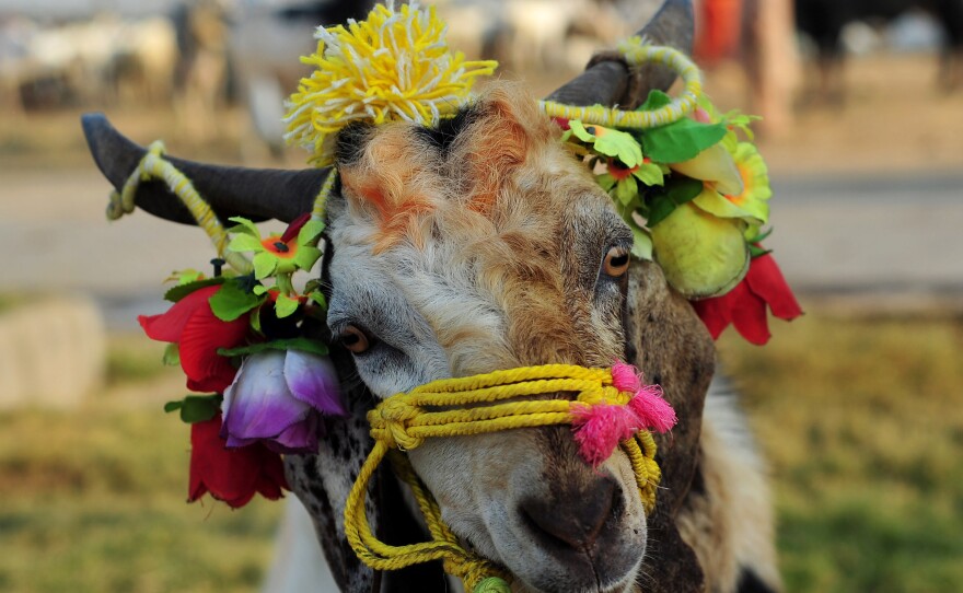 Many of animals sold for the holiday are freshly shampooed and decorated with blobs of orange henna and garlands of brightly colored plastic flowers.
