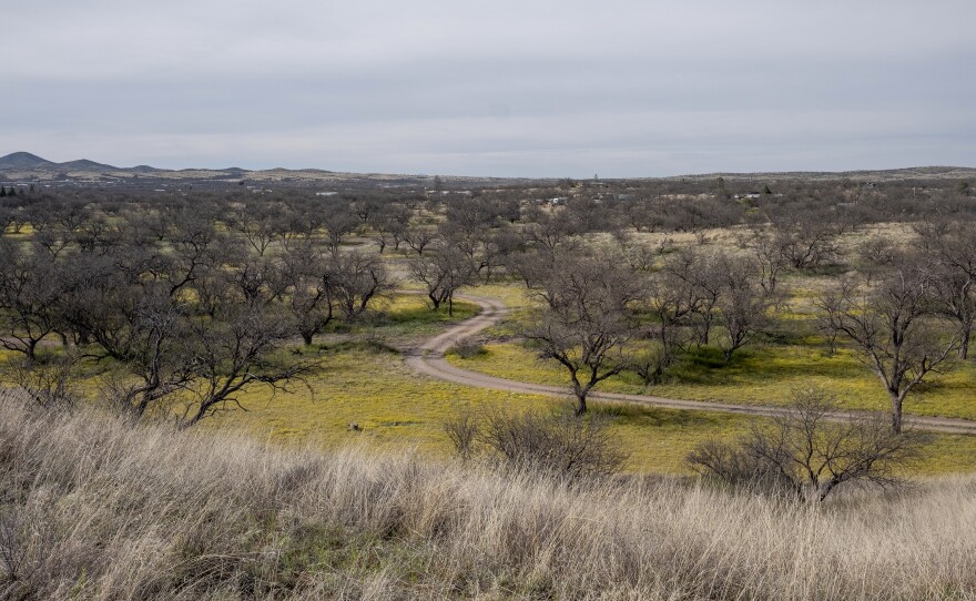 Arivaca sits amid a landscape of rolling grasslands dotted with mesquite trees and cactus.