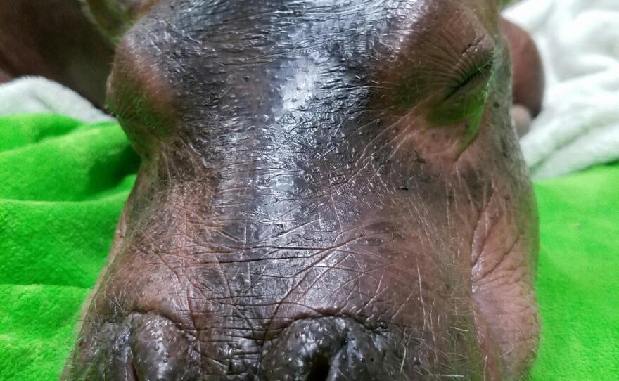 In this photo provided by the Cincinnati Zoo, the prematurely born hippo named Fiona rests on a towel, on Monday. The zoo says the hippo recovered from dehydration this week with the help of staff from Cincinnati Children's Hospital Medical Center.