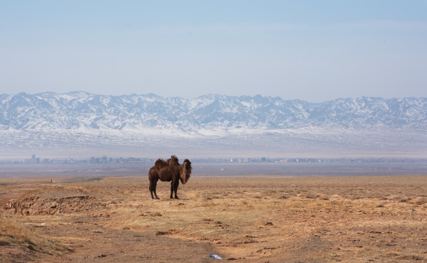 A Bactrian camel grazes alongside the road in Mongolia's Omnogovi province, where Bulgan Soum is located.