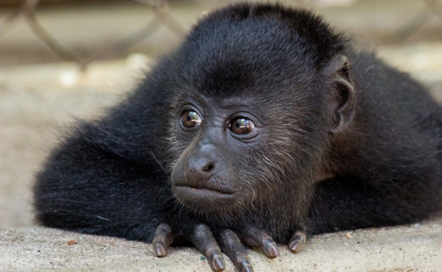 Baby howler monkey.