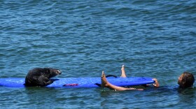 An otter at a popular surf break in Santa Cruz has been confronting surfers, going as far as stealing their boards and riding waves.
