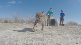 An orphaned bobcat is released back into the wild in Borrego Springs after rehabilitation, March. 3, 2021. 