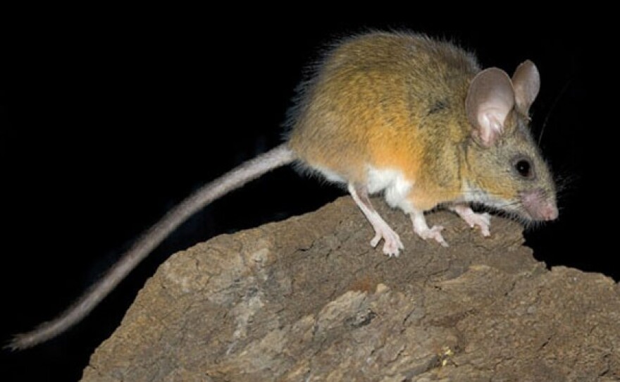 California mouse file image