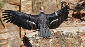 A female condor in Zion National Park, Utah, May 13, 2019. 