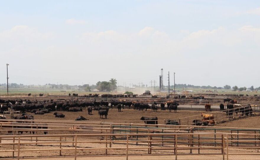 The Kuner Feedlot in Kersey, Colo., is part of JBS's Five Rivers cattle feeding operation.
