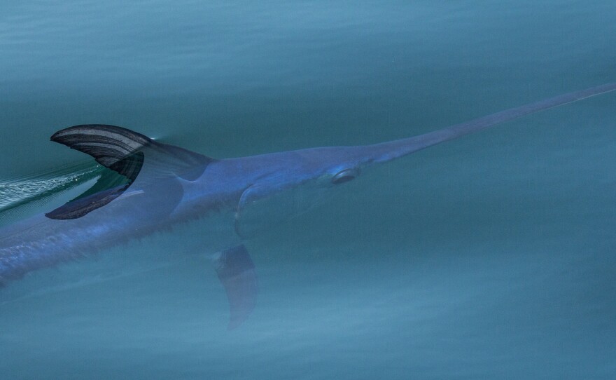 Swordfish like this one, sunning itself off the coast of Ventura, Calif. have traditionally been caught in drift gillnets. But ocean activists say the method is unsustainable because it captures too many other sea creatures.