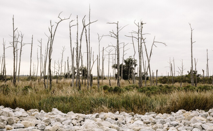 Dead trees in marshland in Lower Terrebonne Parish. As coastal wetlands erode and the salinity of the water surrounding remaining vegetation increases, the plants with the deepest roots — cypress and oak trees — are usually the first to die.