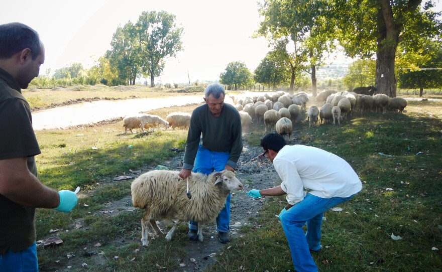 Many viruses, such as cowpox, first infect animals and then jump to people. To stop outbreaks, the CDC often looks for viruses in livestock, such as in these Georgian sheep.