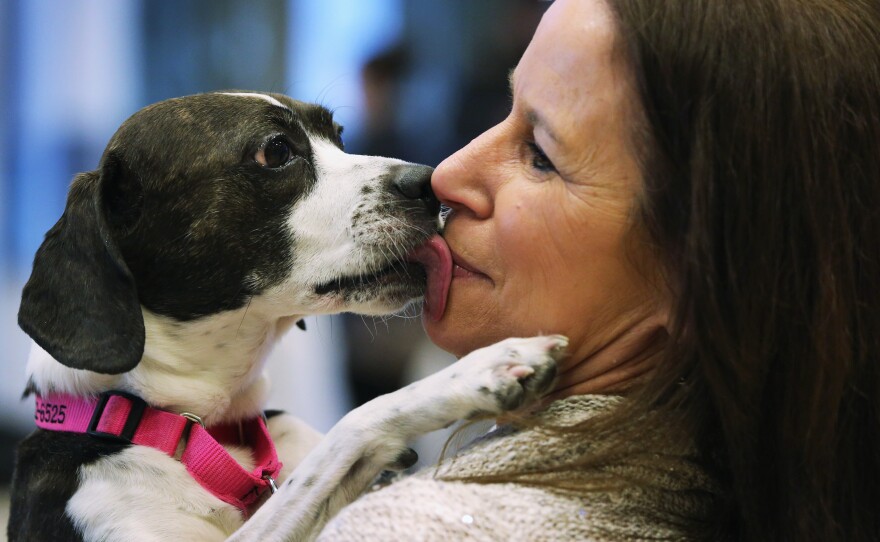 Hailey, a Boston terrier-beagle mix, kisses her owner, Karen Profenna, before the agility championship.