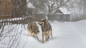 Wolves in an abandoned village in the Chernobyl exclusion zone.