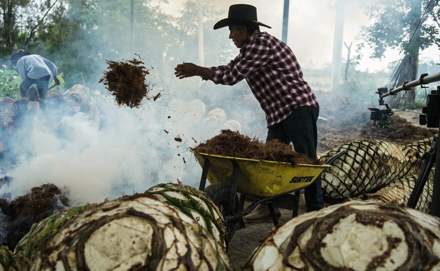 Agave producer processing the harvest in Oaxaca, Mexico.