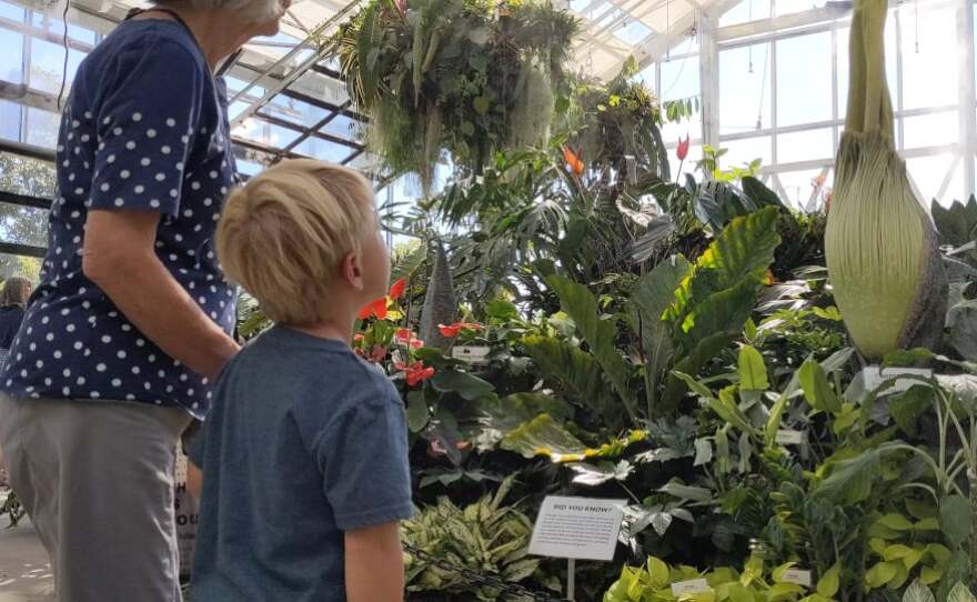 A boy and his grandma admiring the amorphophallus titanum, the titan arum, or better known the corpse flower at the San Diego Botanic Garden in Encinitas, Oct. 28, 2021.
