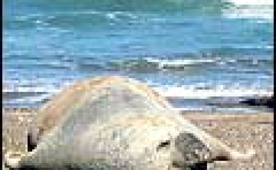 An elephant seal takes a break at Playa Almuerzo.