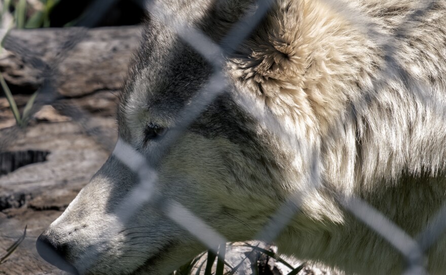 Mexican Grey Wolf at the California Wolf Center, April 12, 2023.