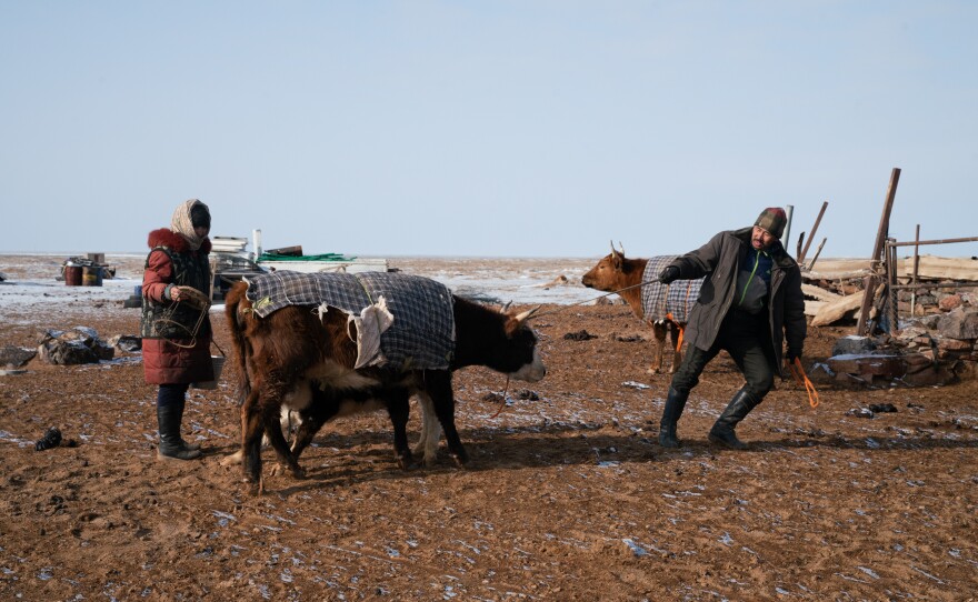 Otgonduu Khuudeg, 51, and his wife, Tsedendil Dedkhuu, 60, move cows around to better situate them for the morning milking. The veteran camel herders were displaced by the construction of the Oyu Tolgoi mine. Otgonduu purchased a bull with the displacement compensation he received.