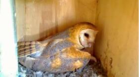 Molly, the San Marcos Owl who has laid six eggs, two of which hatched on camera. 