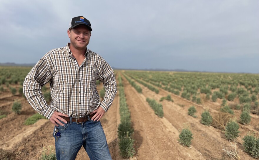 Will Thelander's family farm in Pinal County, Ariz. had to shrink by half as farmers there lost all of their Colorado River water supply due to mandated cuts.