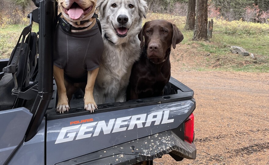 Nick and Hanah moved into their new Montana home this October. They enjoy taking their dogs (from left), Teddy, Smokey and Fletcher, out on their off-road all-terrain vehicle.