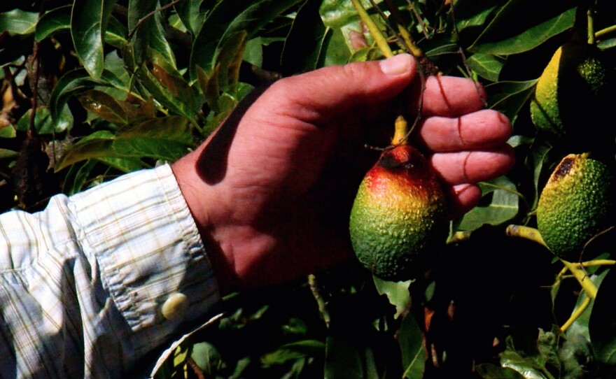 Robert Jackson showing off a sun-bleached avocado from a tree infected by persea mites in his orchard in Valley Center, Oct. 15, 2024.
