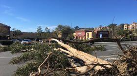 A fallen eucalyptus tree blocks Northside Drive at Friars Road in Mission Valley, Jan. 27, 2017. 