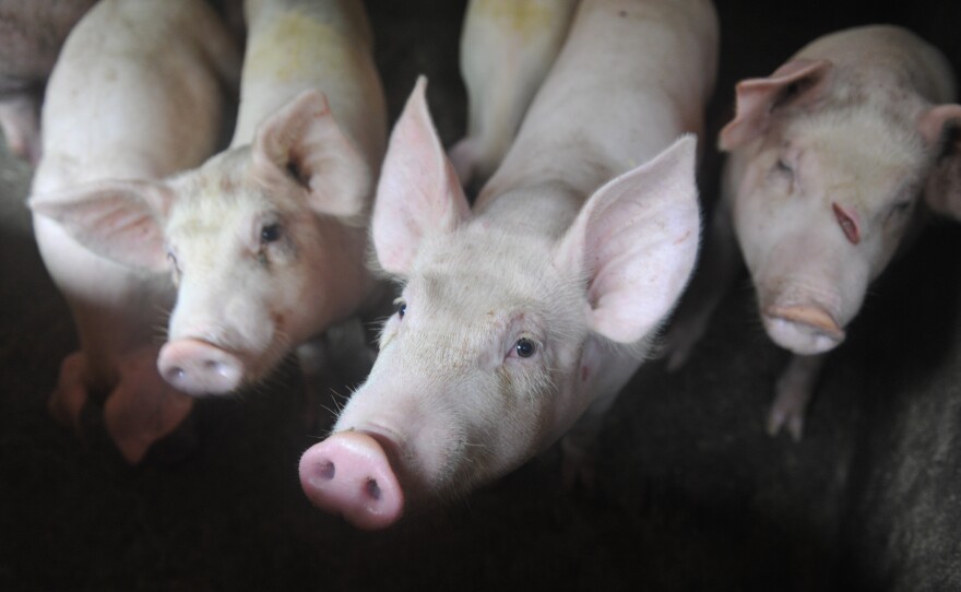 Pigs in a pen in a village in Linquan County, China.