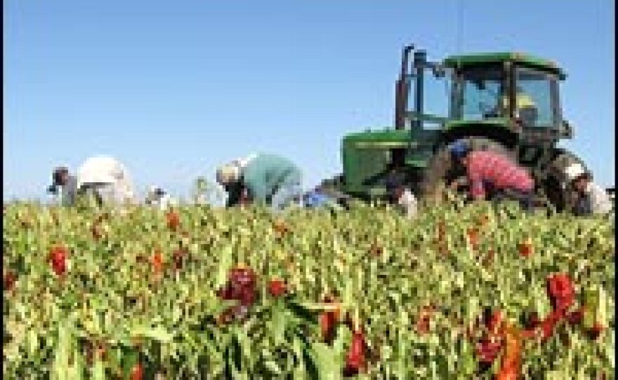Workers harvest chili peppers on Ed Curry's farm in Pearce, Ariz.