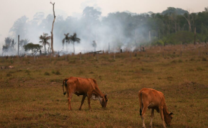 Cattle graze near a fire in Amazonas, Brazil, on Sept. 22. A new report analyzed years of data on wildlife populations across the world and found a downward trend in the Earth's biodiversity.
