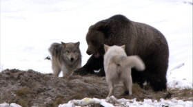 Grizzly and wolves. What happens when Yellowstone’s top predators face off? This film offers arresting showdowns between grizzlies and wolves and reveals details of their social lives and survival strategies, as well as those of other animals in Yellowstone, from elks to otters.