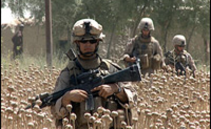 U.S. Marines in Afghanistan on foot patrol in a poppy field in southern Helmand province.