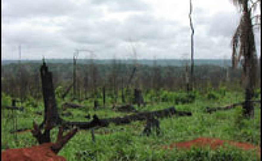 Settlers are carving farmland from the Brazilian rainforest, often setting illegal fires. These fields were torched just a few months ago, and grass for grazing cattle has already sprung up.