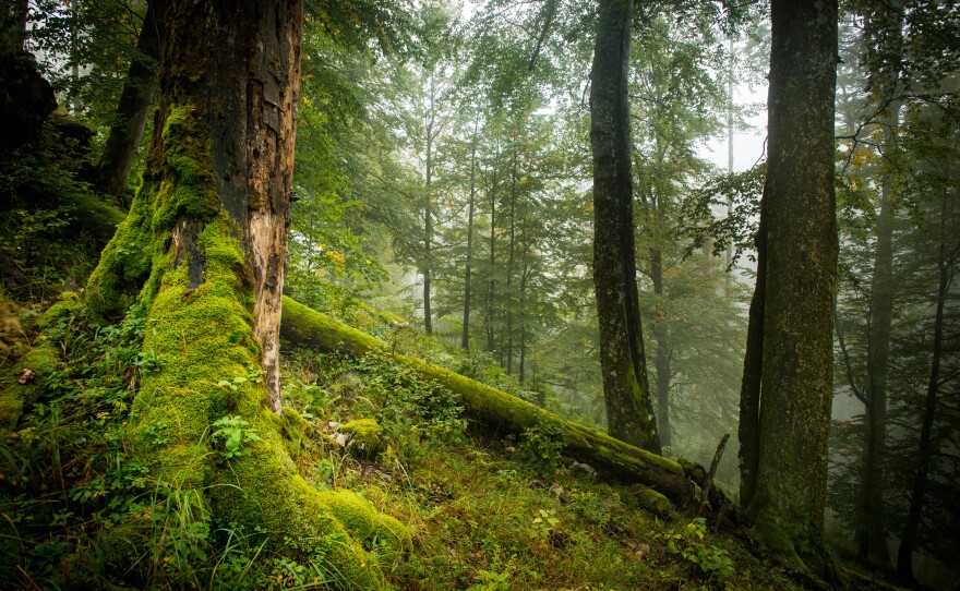 Forest. Kalkalpen National Park, Austria.