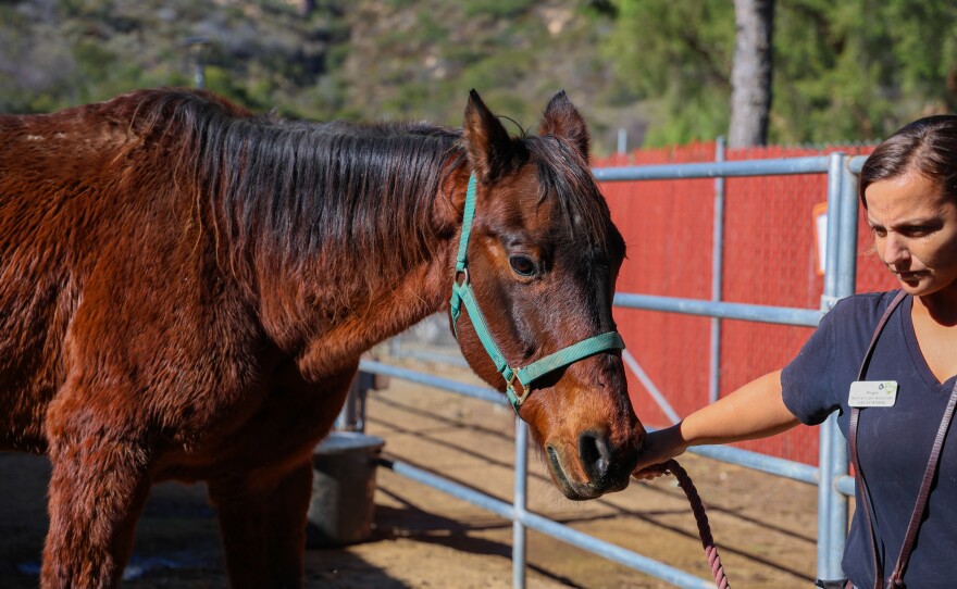 The San Diego Humane Society found two abandoned horses one week apart at a staging area corral in the Tijuana River Valley Regional Park, Nov. 29, 2023