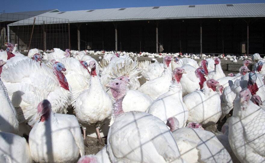 "Free-range" turkeys at Maple Lawn Farms in Fulton, Md., in November 2014. In some cases, turkeys labeled "free-range" roam freely on a farm. But in the vast majority spend most of their time in crowded houses, consumer advocates say.