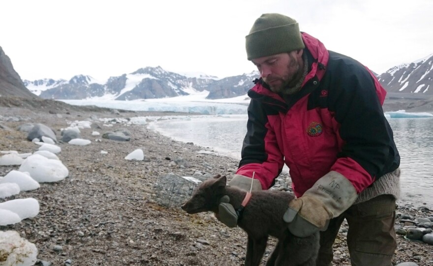 A polar fox is fitted with a satellite tracking collar in Krossfjorden, Svalbard, on July 29, 2017, as part of research conducted by the Norwegian Polar Institute. Norwegian researchers said Tuesday that this young female arctic fox has been tracked walking from Norway to Canada.