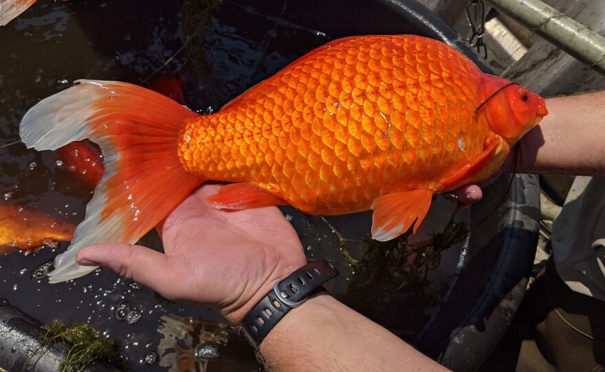 Large goldfish, released by pet owners into bodies of water, are contributing to poor water quality in some lakes and ponds in Minnesota.