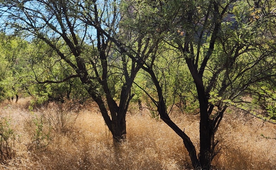 Deep in the shadiest part of the valley, where seasonal rains and snowmelt sometimes flow, a forest offers respite from the desert heat.