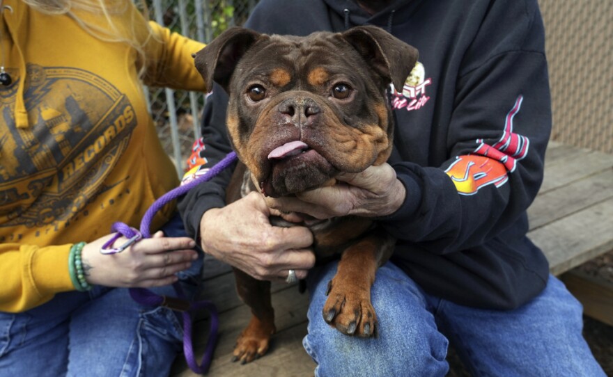 A newly adopted dog is held at Oakland Animal Services on Thursday, April 4, 2024, in Oakland, Calif. The city animal shelter has seen a surge in pets surrendered by tenants who can't find rentals that allow pets. A bill in California wants to make more rental housing available to tenants with pets.