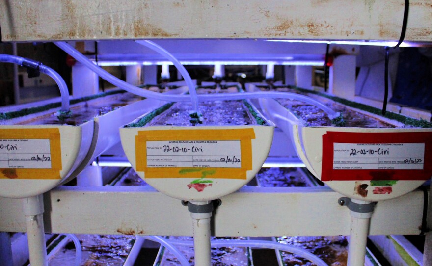 Special tanks help the abalone thrive.