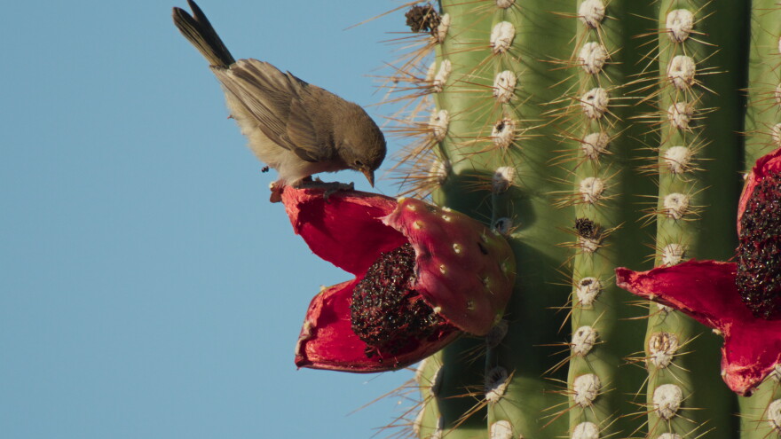 A Bird Feeds on a Saguaro Cactus Bloom