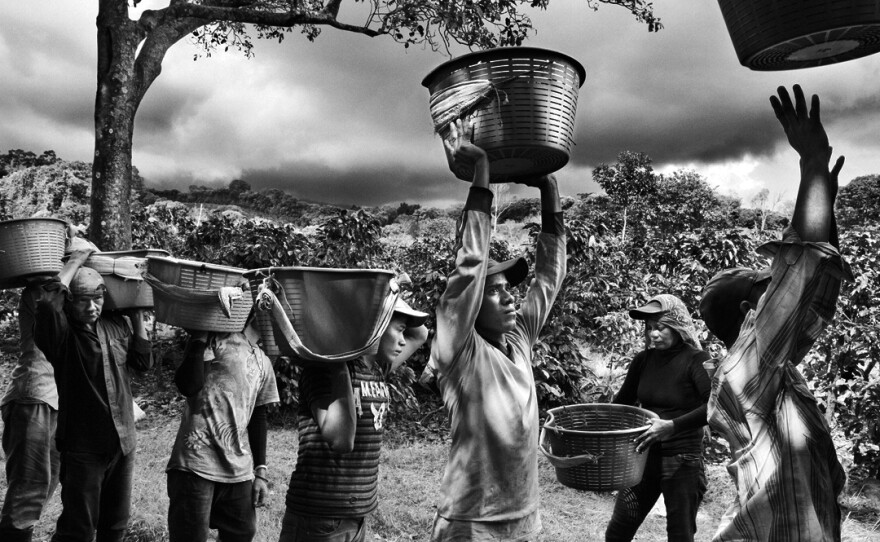 Coffee pickers in on the slope of Poas Volcano in Coast Rica.