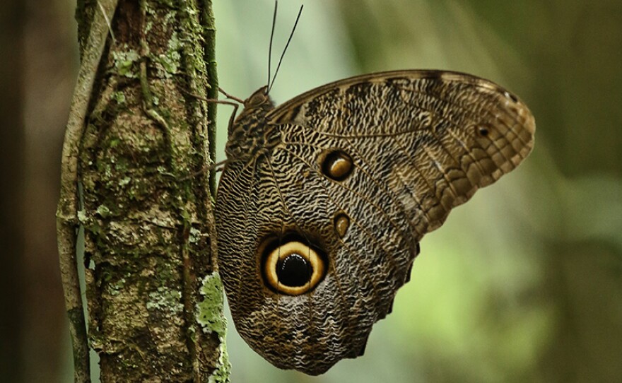 Owl butterfly (genus Caligo) perched on a branch, displaying its distinctive eye-spots. Yasuni Biosphere Reserve, Ecuador.