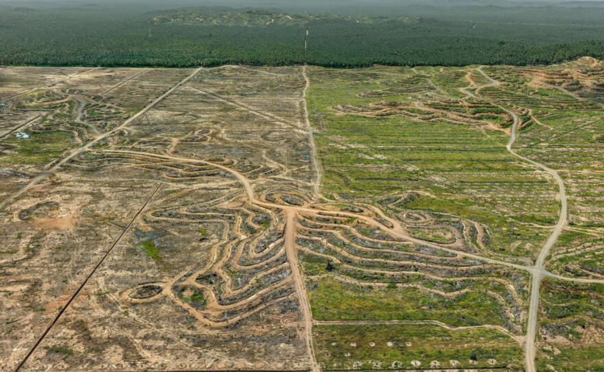 An aerial view of a palm plantation on the island of Borneo. Enormous tracts of tropical rainforest have been cleared to grow the lucrative crop, which is used to create palm oil, a vegetable oil that is also used in food processing.