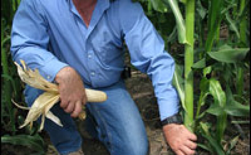 Rubio shows off an ear of corn in his field of genetically altered crops.