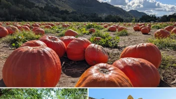Bates Nut Farm Pumpkin Patch