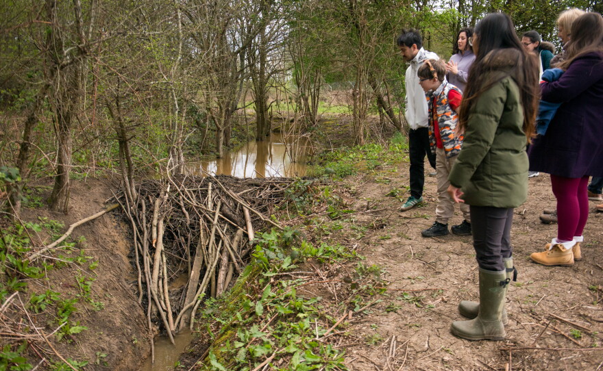 Participants of a guided tour look at a dam built by beavers in a nature reserve in Greenford. Beavers build dams in part to raise water levels and hide underwater from predators.