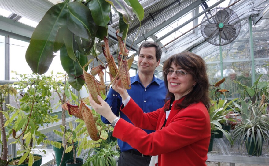 Harvard Professor Joanna Aizenberg shows David Pogue the Nepenthes Pitcher Plant, a carniverous plant whose slippery surface inspired a non-stick material invented by her lab.