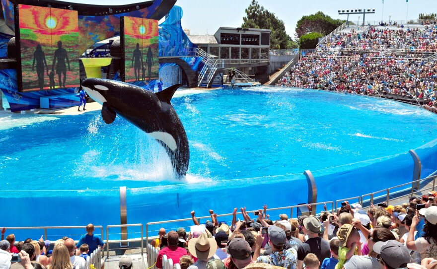 Shamu, the star of SeaWorld San Diego's One Ocean show, performs in this undated photo.